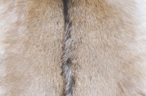 Goat Fur