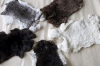 Rabbit Fur