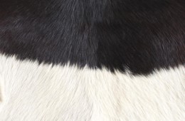 cow fur