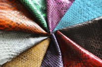 Beautiful Snake Skin Colors Selection