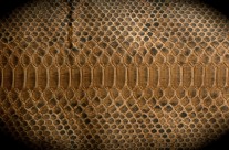 Brown Snake Skin