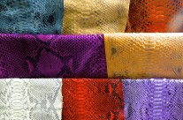 Various Snake Skin Colors